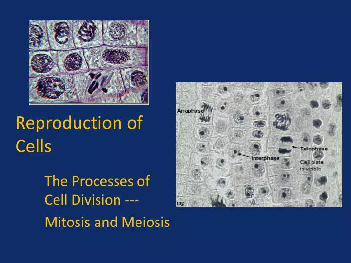 reproduction of cells