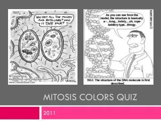 Mitosis Colors Quiz