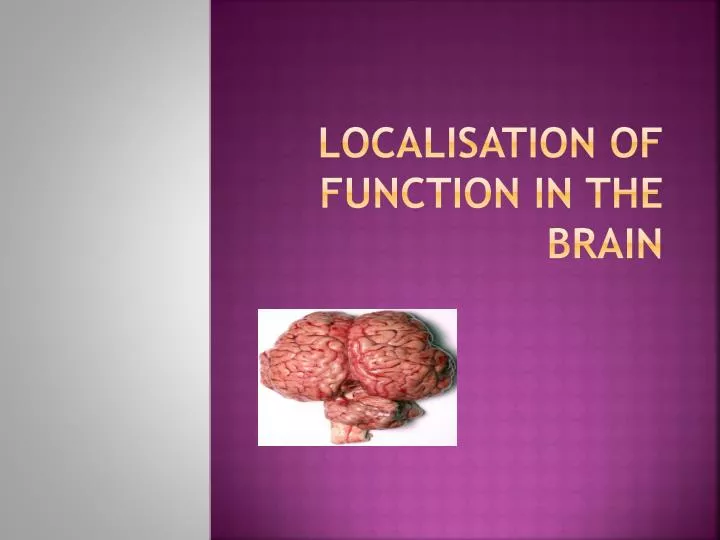 localisation of function in the brain