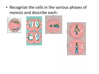Recognize the cells in the various phases of meiosis and describe each: