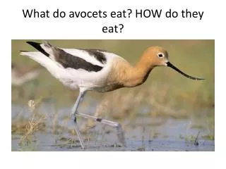 What do avocets eat? HOW do they eat?
