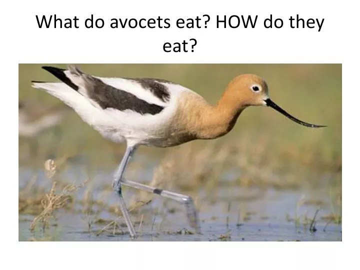 what do avocets eat how do they eat