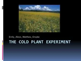 The Cold Plant Experiment