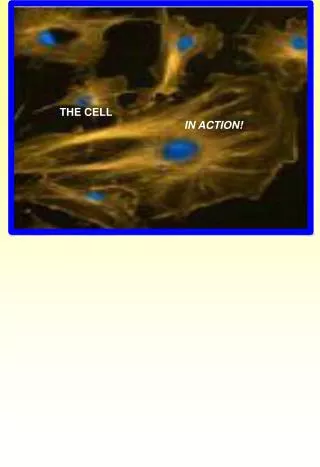 THE CELL IN ACTION!