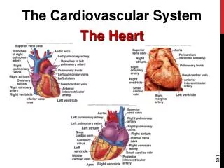 The Cardiovascular System The Heart