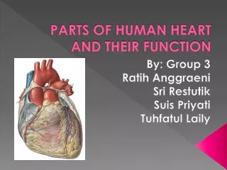 PARTS OF HUMAN HEART AND THEIR FUNCTION