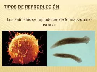 tipos de reproducci n
