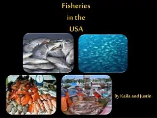Fisheries i n the USA