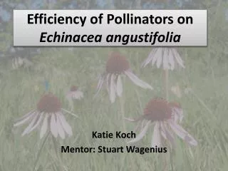 Efficiency of Pollinators on Echinacea angustifolia