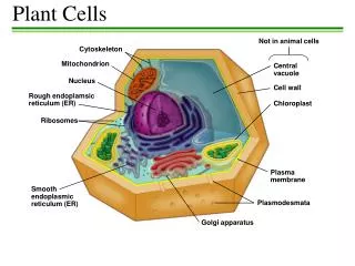 Plant Cells