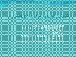 audicion humana