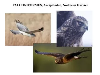FALCONIFORMES, Accipitridae , Northern Harrier