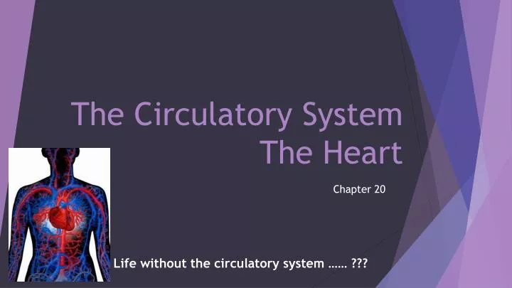 the circulatory system the heart