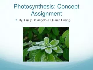 Photosynthesis: Concept Assignment