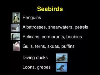 Seabirds