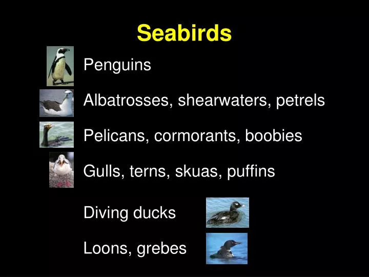 seabirds