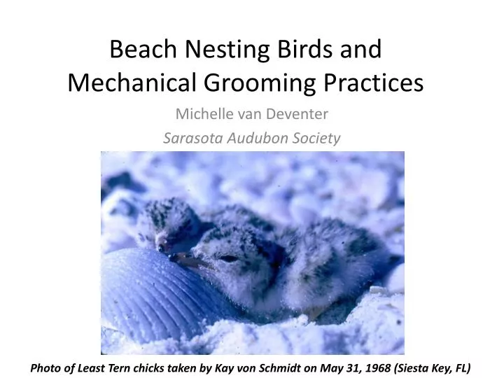 beach nesting birds and mechanical grooming practices