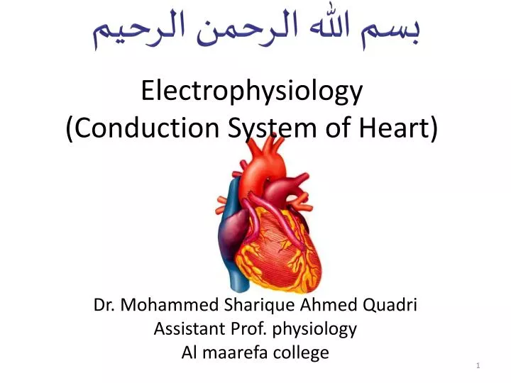 electrophysiology conduction system of heart