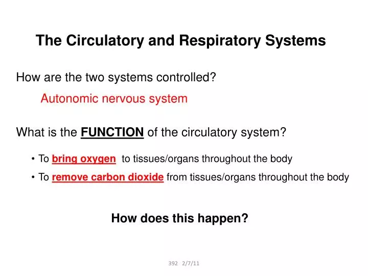 the circulatory and respiratory systems