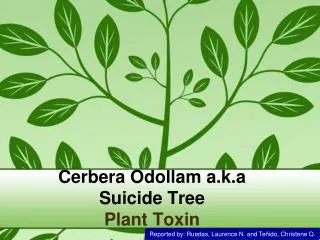 Cerbera Odollam a.k.a Suicide Tree Plant Toxin