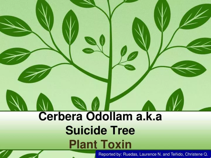 cerbera odollam a k a suicide tree plant toxin