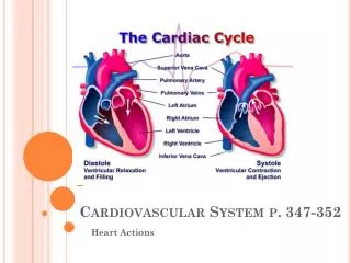 Cardiovascular System p. 347-352