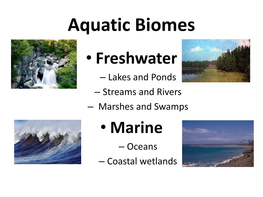 PPT - Aquatic Biomes PowerPoint Presentation, free download - ID:2351050
