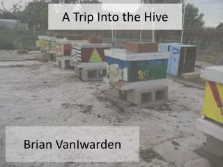 A Trip Into the Hive
