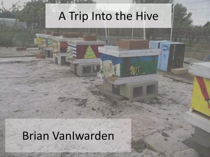 a trip into the hive