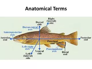 anatomical terms