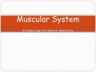 Muscular System BY: Lindsay Judge, Jeff Washchuk , Samantha Luca