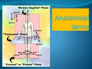 anatomical terms