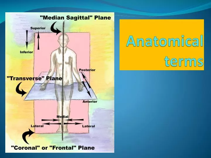 superior anatomy term