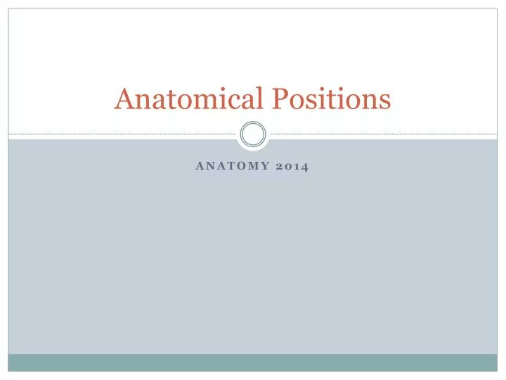 anatomical positions