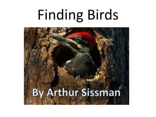 Finding Birds