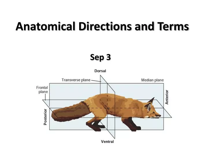 anatomical directions and terms