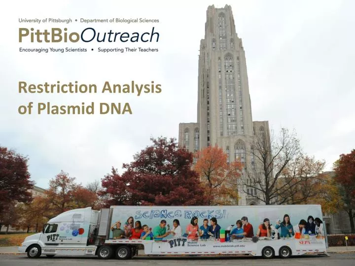 restriction analysis of plasmid dna