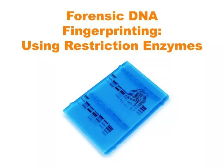 forensic dna fingerprinting using restriction enzymes