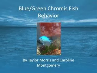 Blue/Green Chromis Fish Behavior