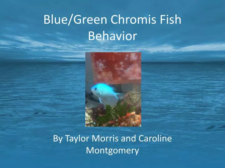 blue green chromis fish behavior
