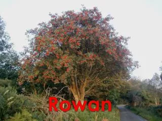 Rowan