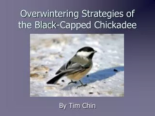 Overwintering Strategies of the Black-Capped Chickadee