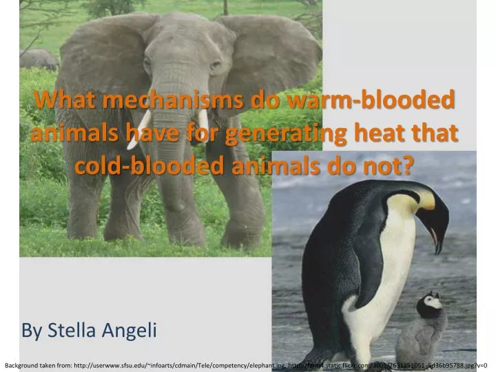 what mechanisms do warm blooded animals have for generating heat that cold blooded animals do not