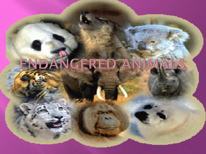 endangered animals