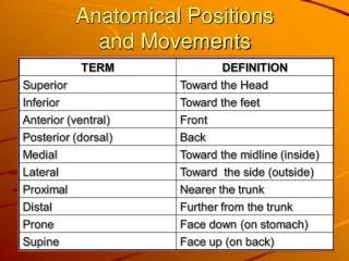 Anatomical Positions and Movements