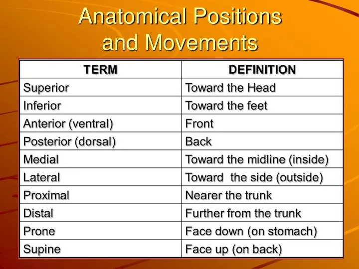 anatomical positions and movements