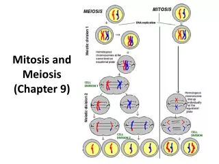 Mitosis and Meiosis (Chapter 9)
