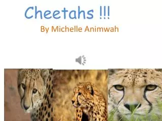 Cheetahs !!!