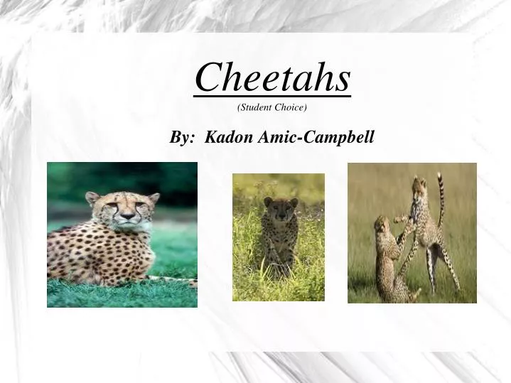 cheetahs student choice by kadon amic campbell