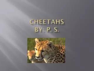 Cheetahs by: P. S.